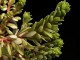 perex---sedum-morisoniae.jpg