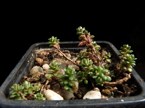 sedum-morrisoniae-1.jpg