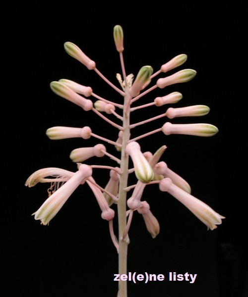 aloe-dinteri-2s.jpg