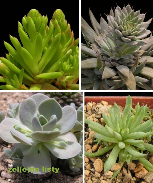 orostachys-1s.jpg