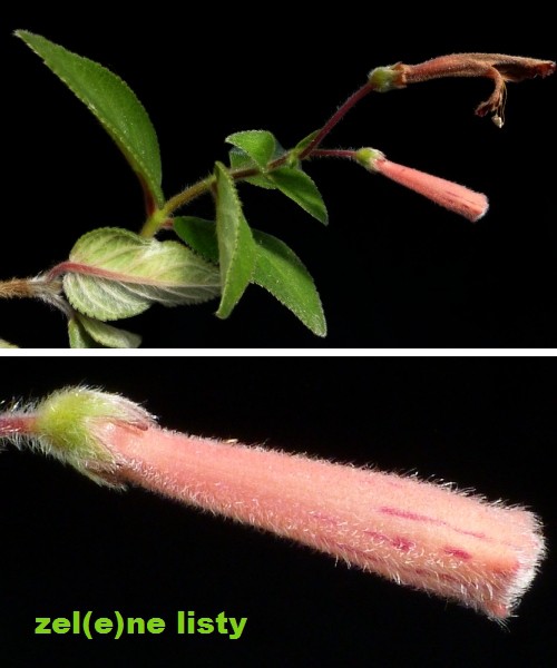 s.-polyantha-2s.jpg