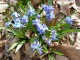 perex---scilla-siberica.jpg