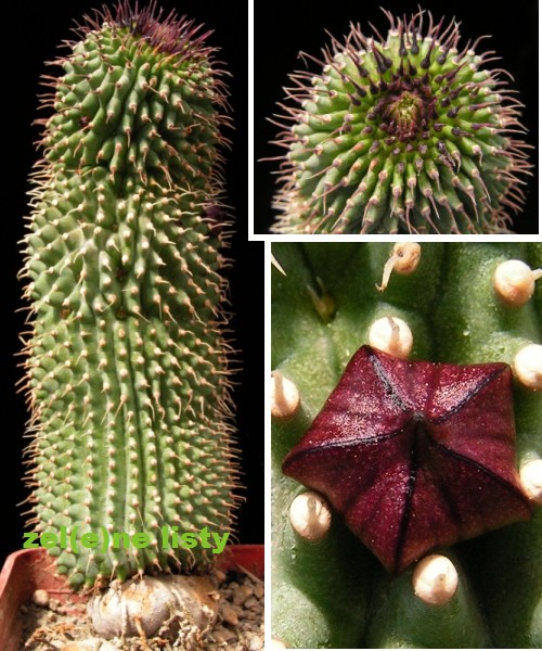 Rostlina Hoodia () Rostlina Hoodia