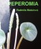 perex---peperomia.jpg