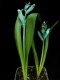 perex---l.-viridiflora.jpg