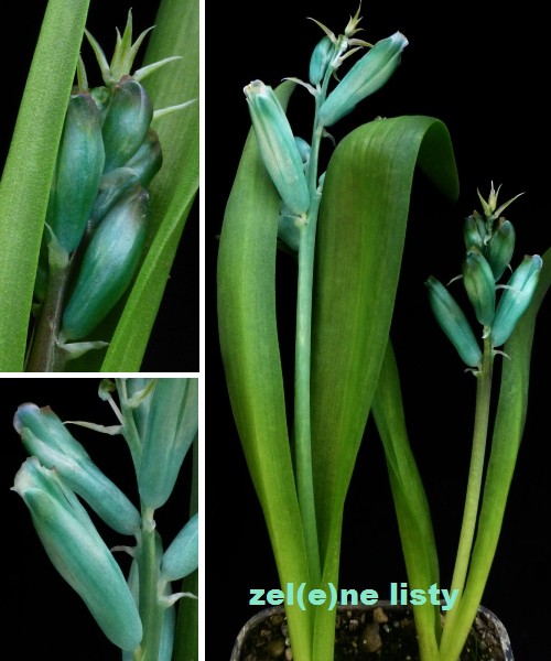 l.-viridiflora-1s.jpg