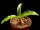 perex---veltheimia-viridiflora.jpg