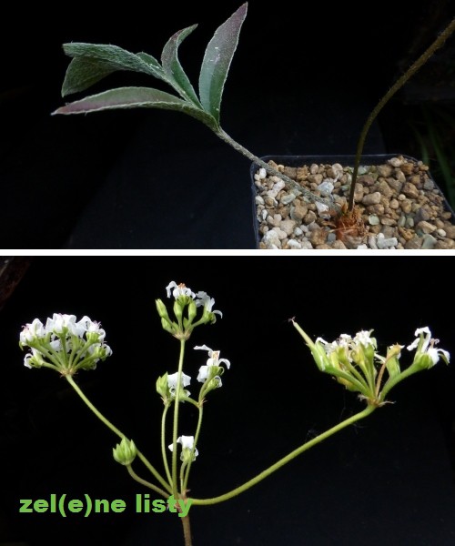 p.-violifolium-1s.jpg