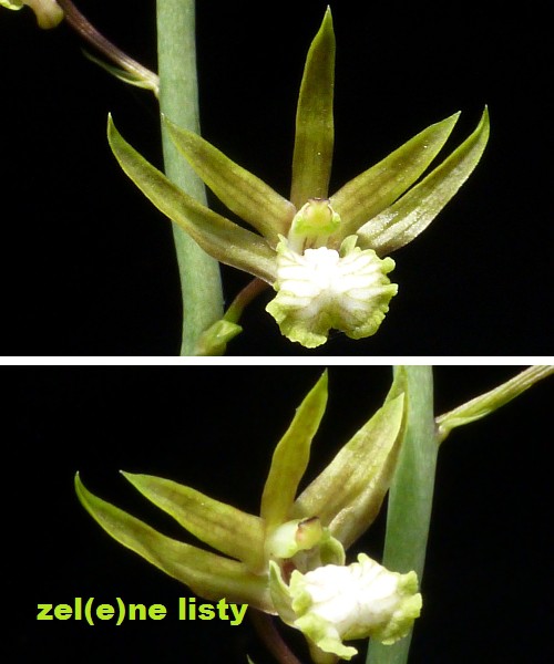 eulophia-graminifolia-2s.jpg