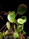 perex---pilea.jpg