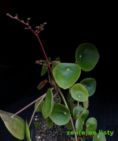 pilea-peperomioides-1s.jpg