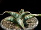 perex---sansevieria-fischeri.jpg