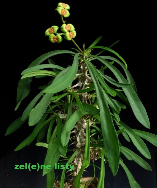 e.-brachyphylla-1s.jpg