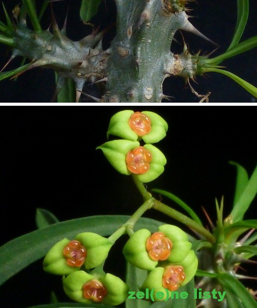 e.-brachyphylla-2s.jpg