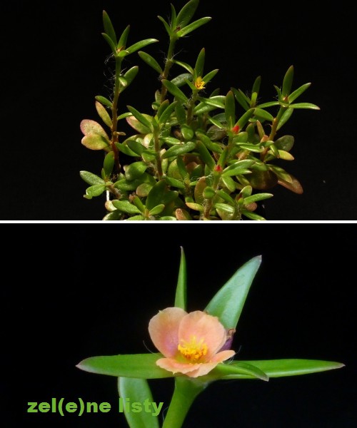 p.-argentinensis-2s.jpg
