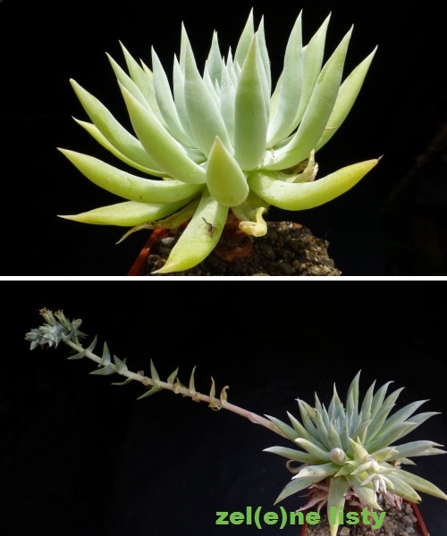 d.-albiflora-1s.jpg