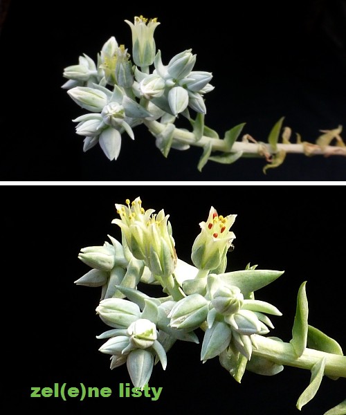 d.-albiflora-2s.jpg