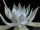 perex---dudleya.jpg