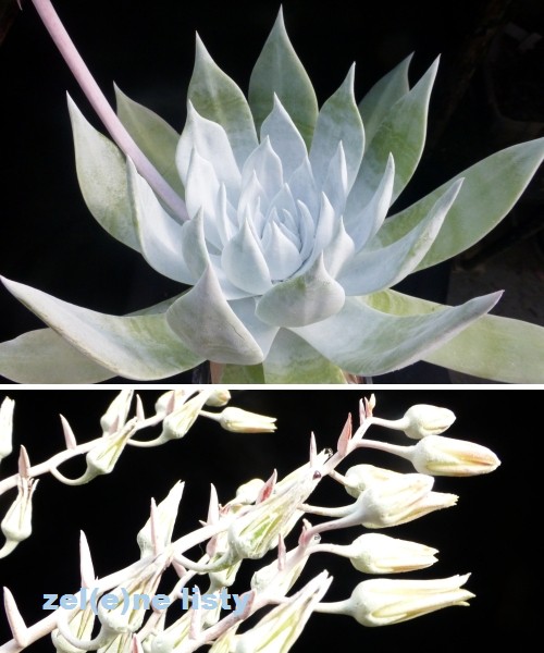 dudleya-1s.jpg