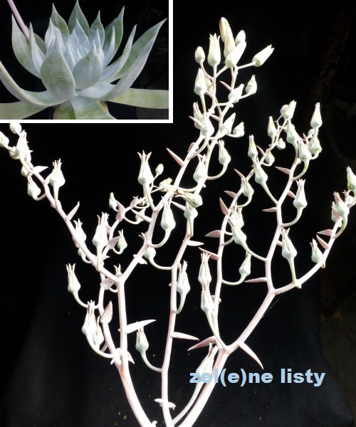 dudleya-2s.jpg