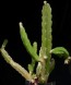 perex---c.-procumbens.jpg