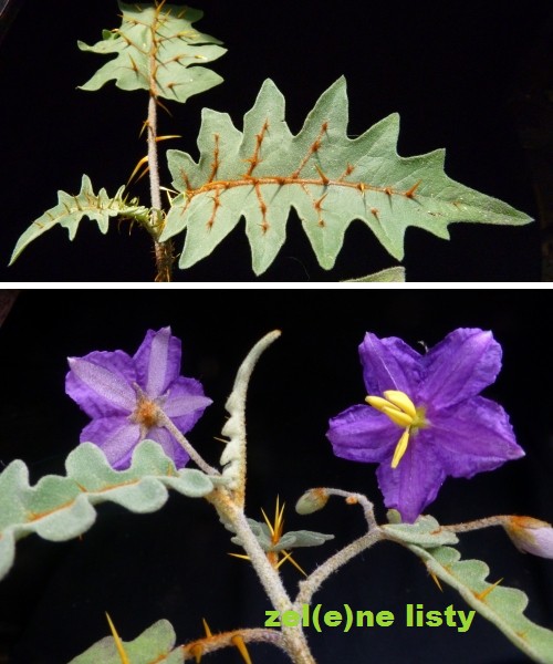 solanum-pyracanthos-2s.jpg