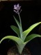 perex---scilla-madeirensis.jpg