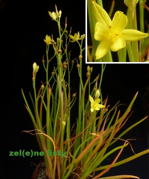 b.-bulbosa-2s.jpg