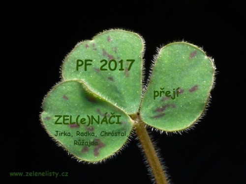 peefka-2017-final-zmensena.jpg