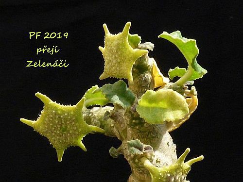 peefka-dorstenia-mensi.jpg