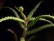perex-aloe.jpg