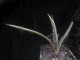 perex-agave.jpg
