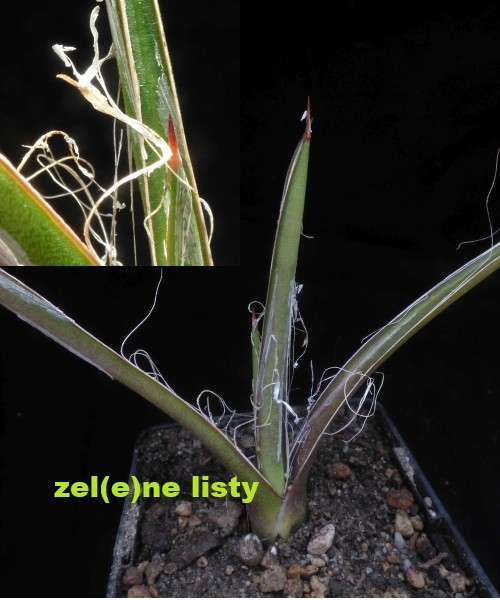 agave-fe-1.jpg