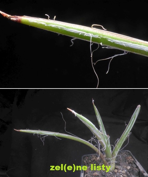agave-fe-2.jpg