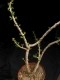 perex-jatropha.jpg