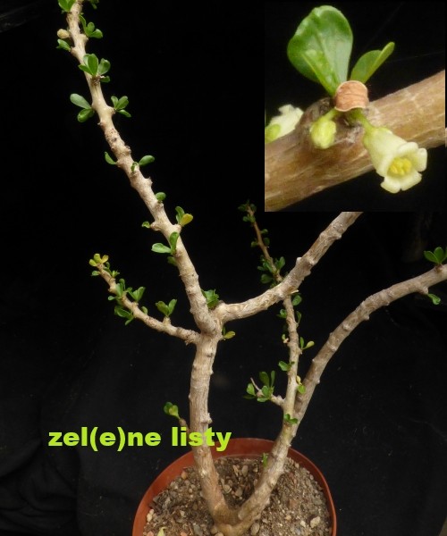 j.-cuneata-1.jpg