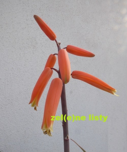 k.-plicatilis-11.jpg