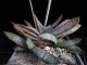 perex--g.-doreeniae.jpg