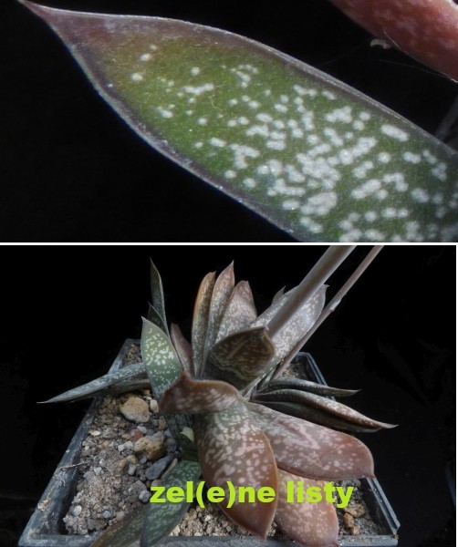 g.-doreeniae-11.jpg