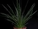perex--agave-geminiflora.jpg