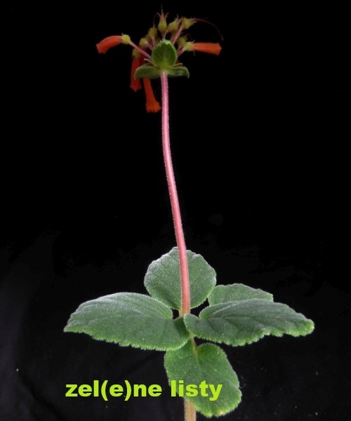 s.-insularis-11.jpg