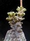 perex--t.-hirtifolius.jpg