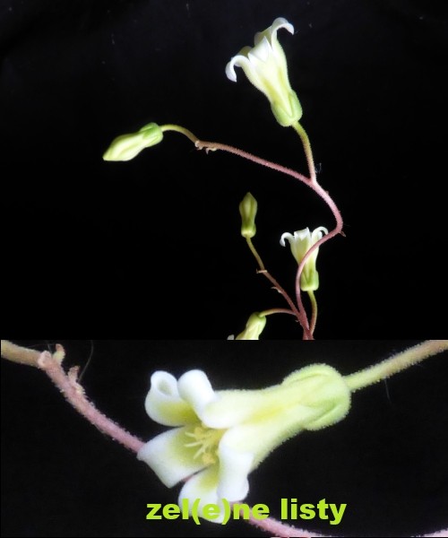 t.-hirtifolius-11.jpg