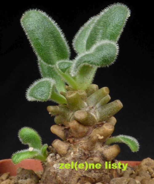 t.-hirtifolius-14.jpg