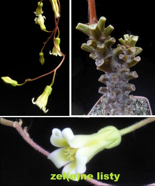 t.-hirtifolius-13.jpg
