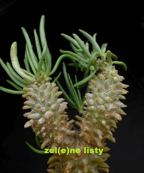 t.-wallichii-13.jpg