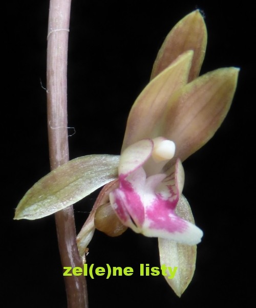 oeceoclades-11.jpg