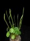 perex--p.-polycephala.jpg