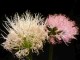 perex--h.-humilis.jpg