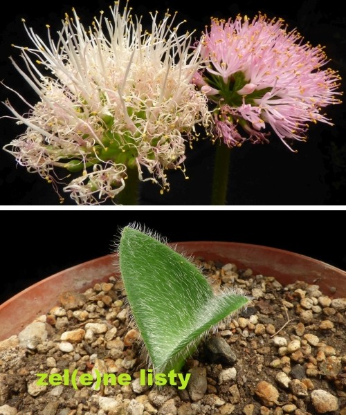 h.-humilis-13.jpg